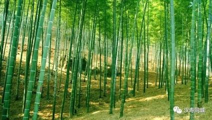 走进汉寿乡镇(十四)竹木之乡--军山铺镇